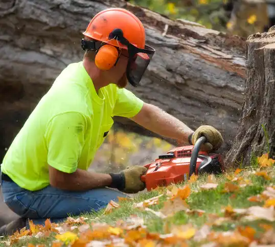 tree services Woodsburgh